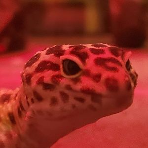 Meet your Posher, Chelsea